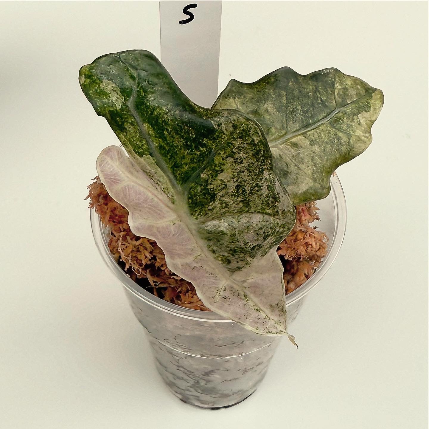 Alocasia Sanderiana Bull pink variegata