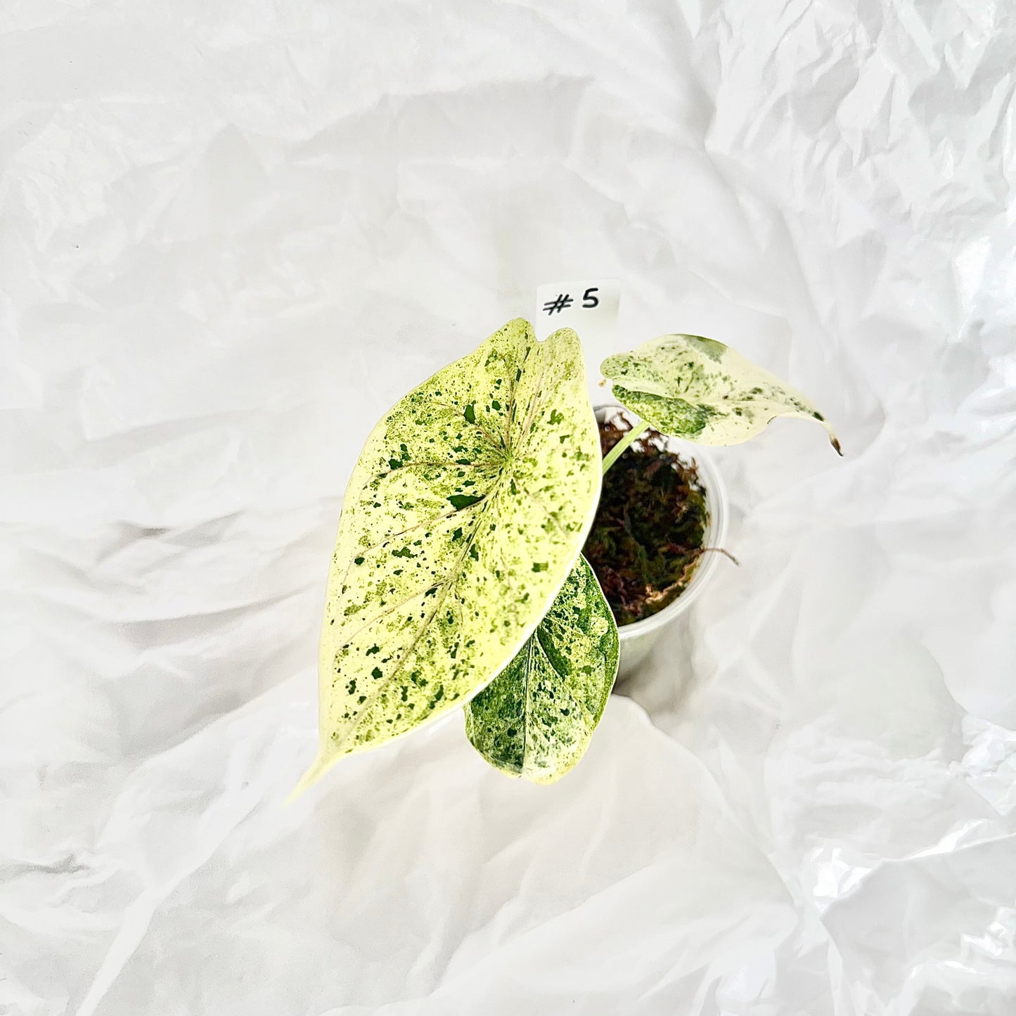 Alocasia Dragon Scale mint variegata