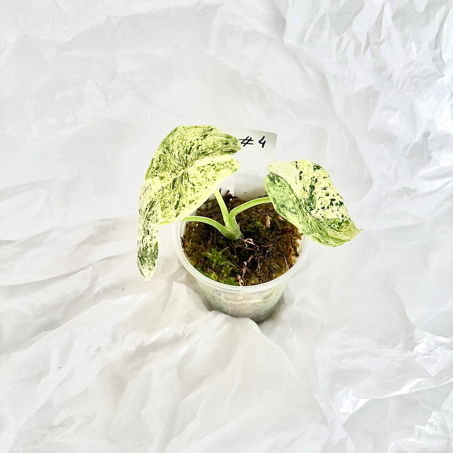 Alocasia Dragon Scale mint variegata
