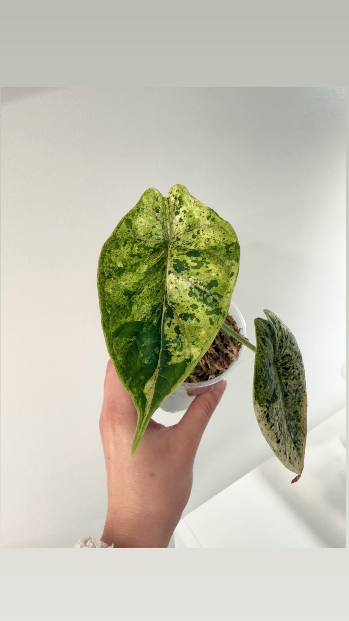 Alocasia Dragon Scale mint variegata