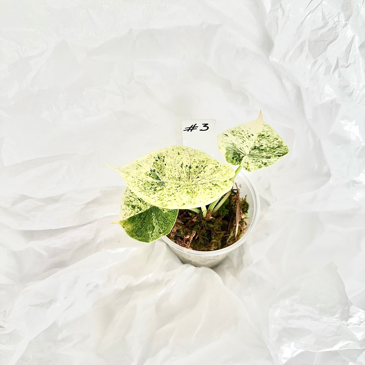 Alocasia Dragon Scale mint variegata