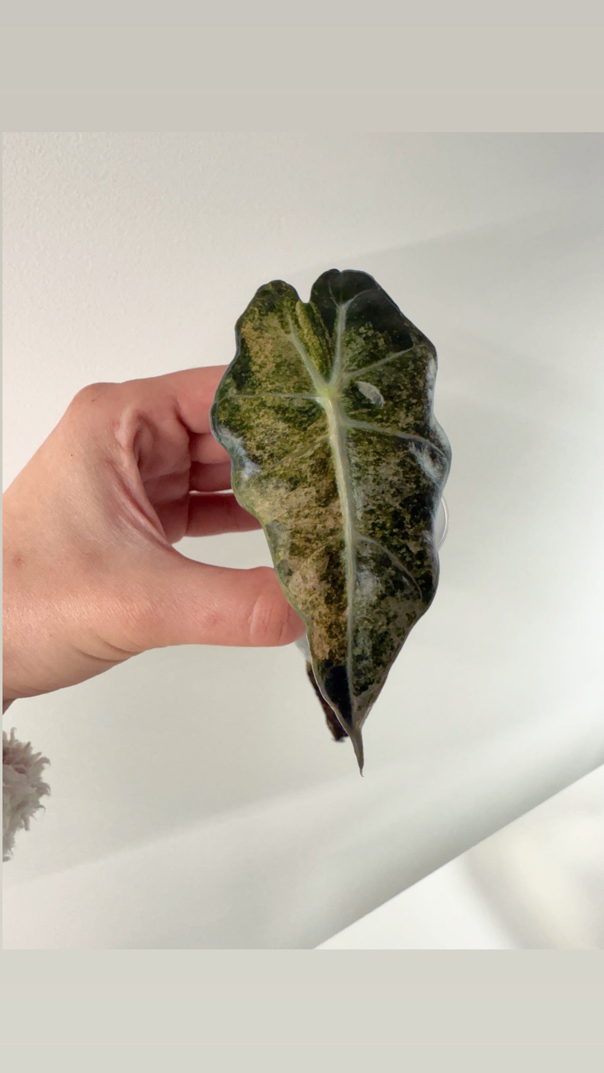 Alocasia Sanderiana Bull aurea