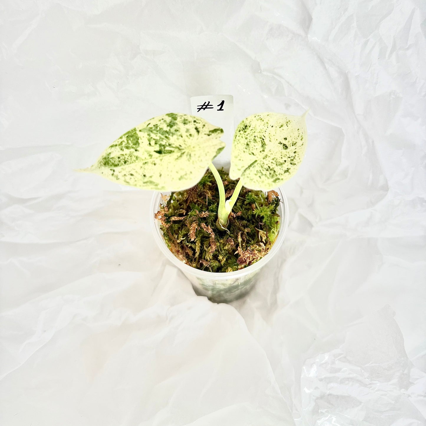 Alocasia Dragon Scale mint variegata
