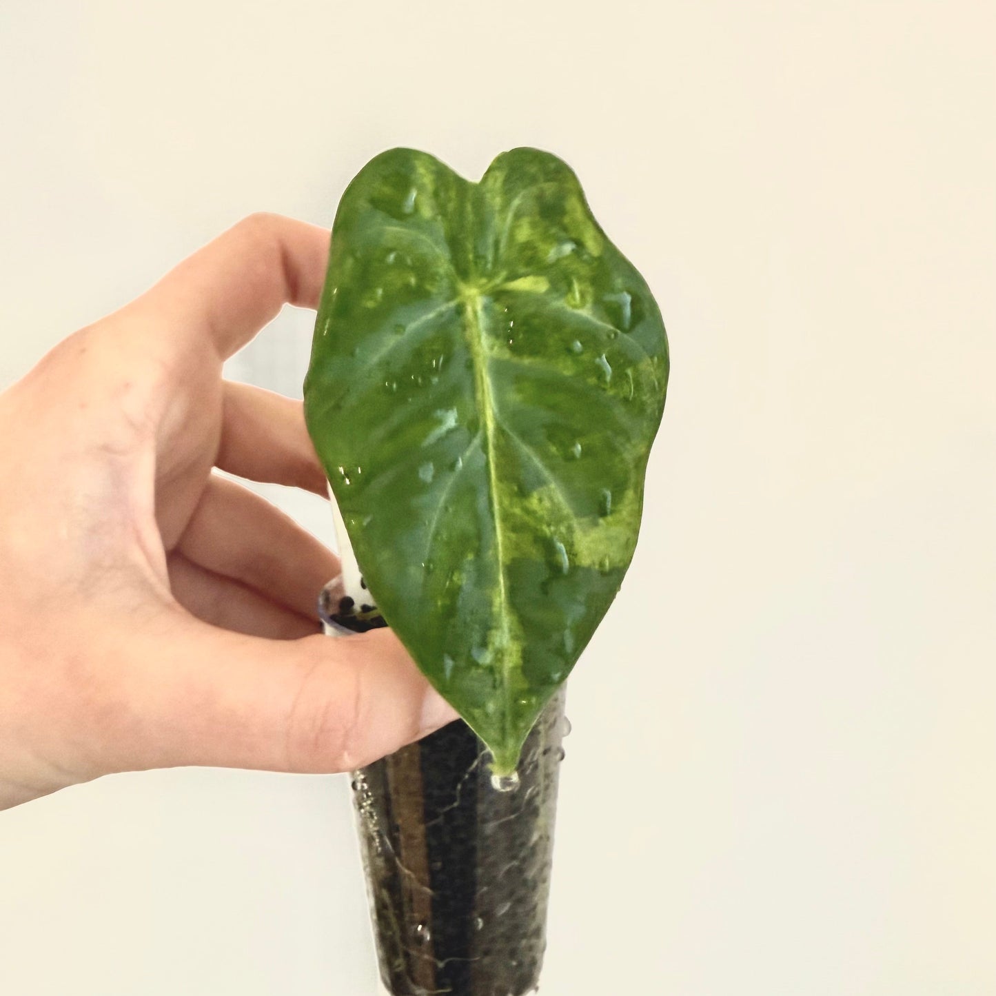 Alocasia Frydek Green On Green