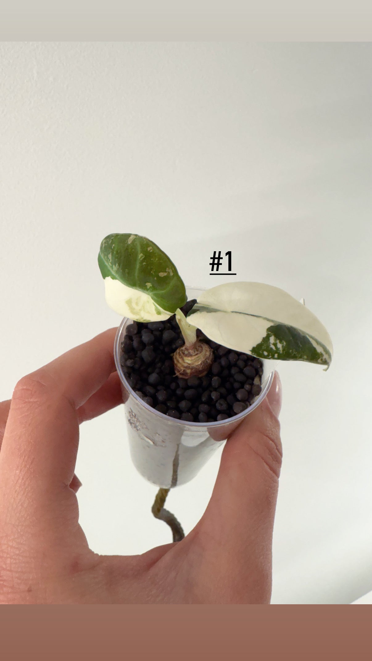 Alocasia Frydek albo variegata