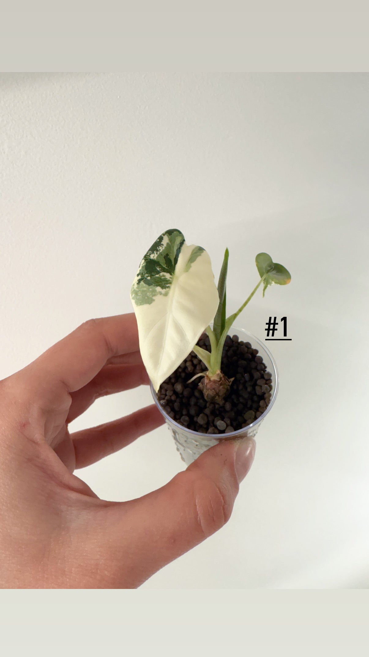 Alocasia Frydek albo variegata