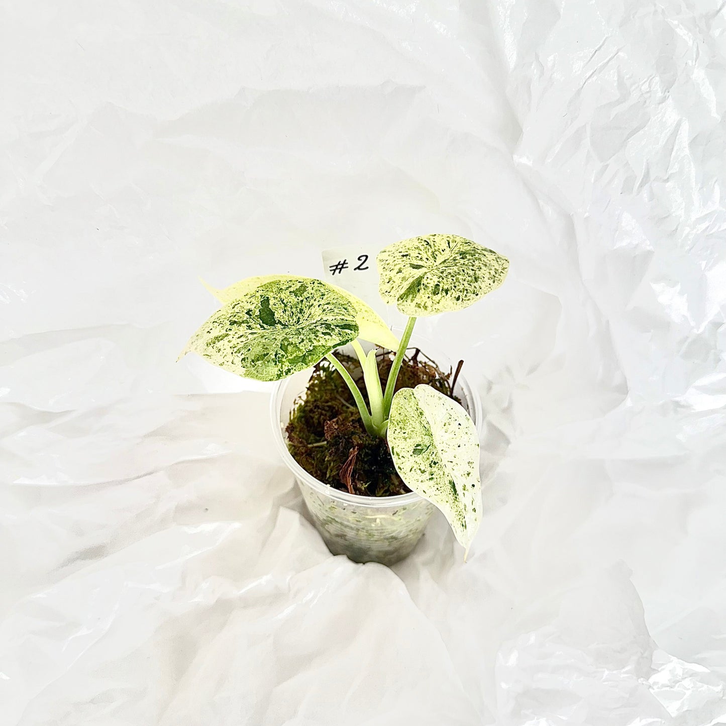 Alocasia Dragon Scale mint variegata