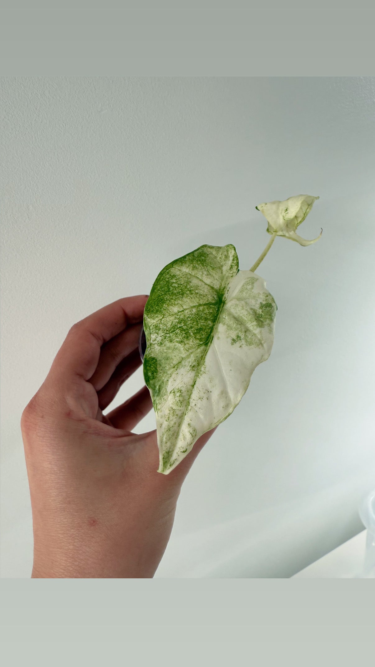 Alocasia Macrorrhiza Splash mint variegata