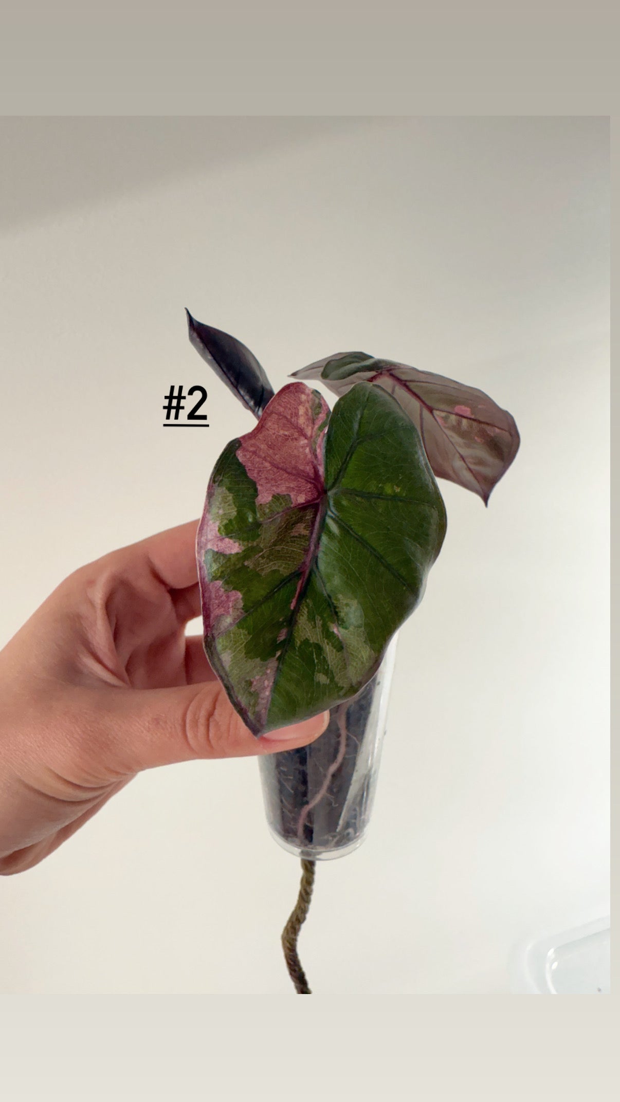 Alocasia Serendipity pink variegata