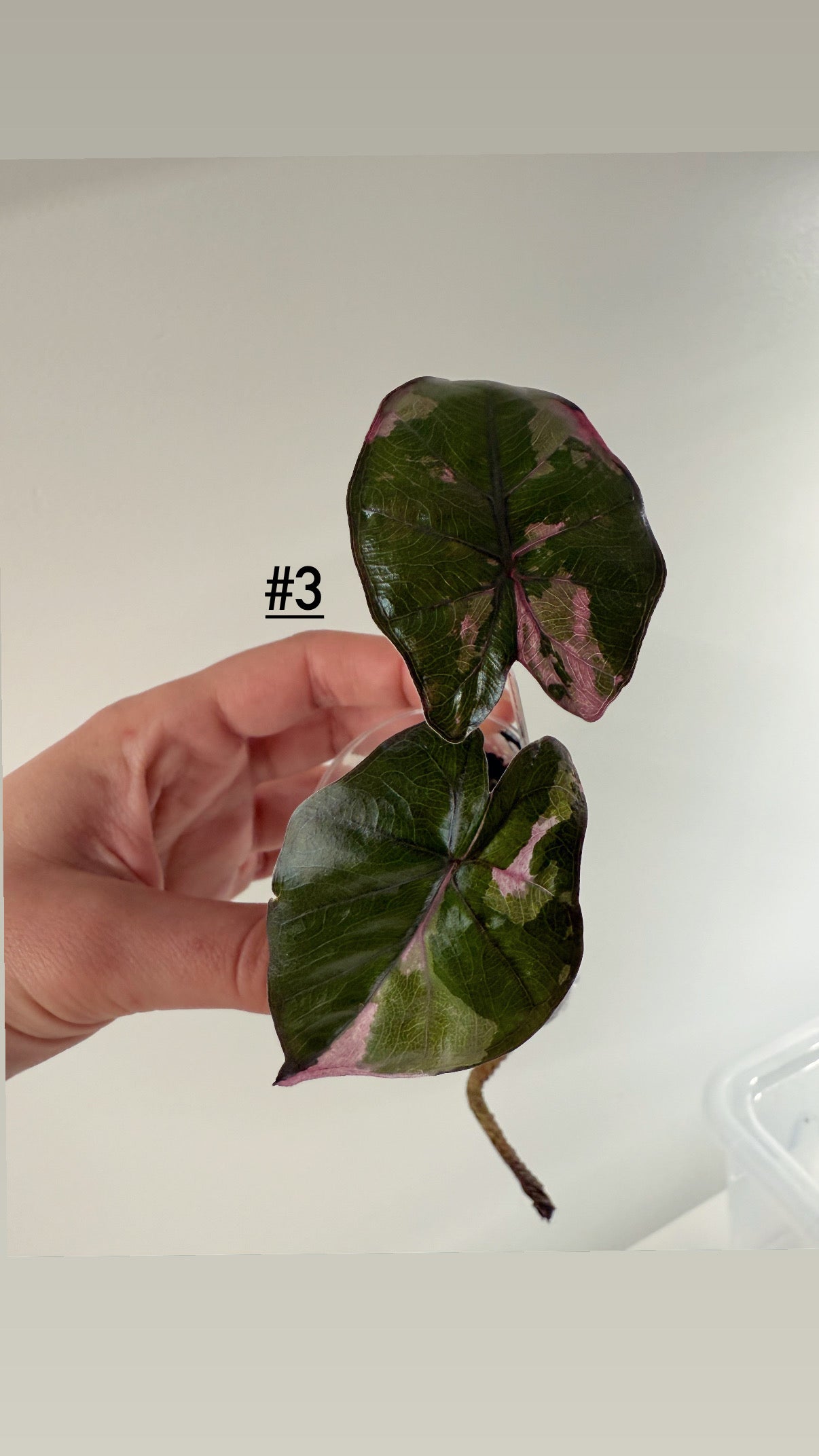 Alocasia Serendipity pink variegata