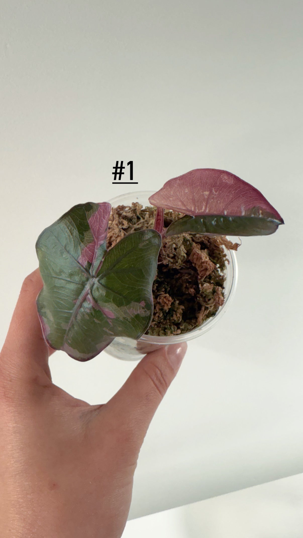 Alocasia Serendipity pink variegata