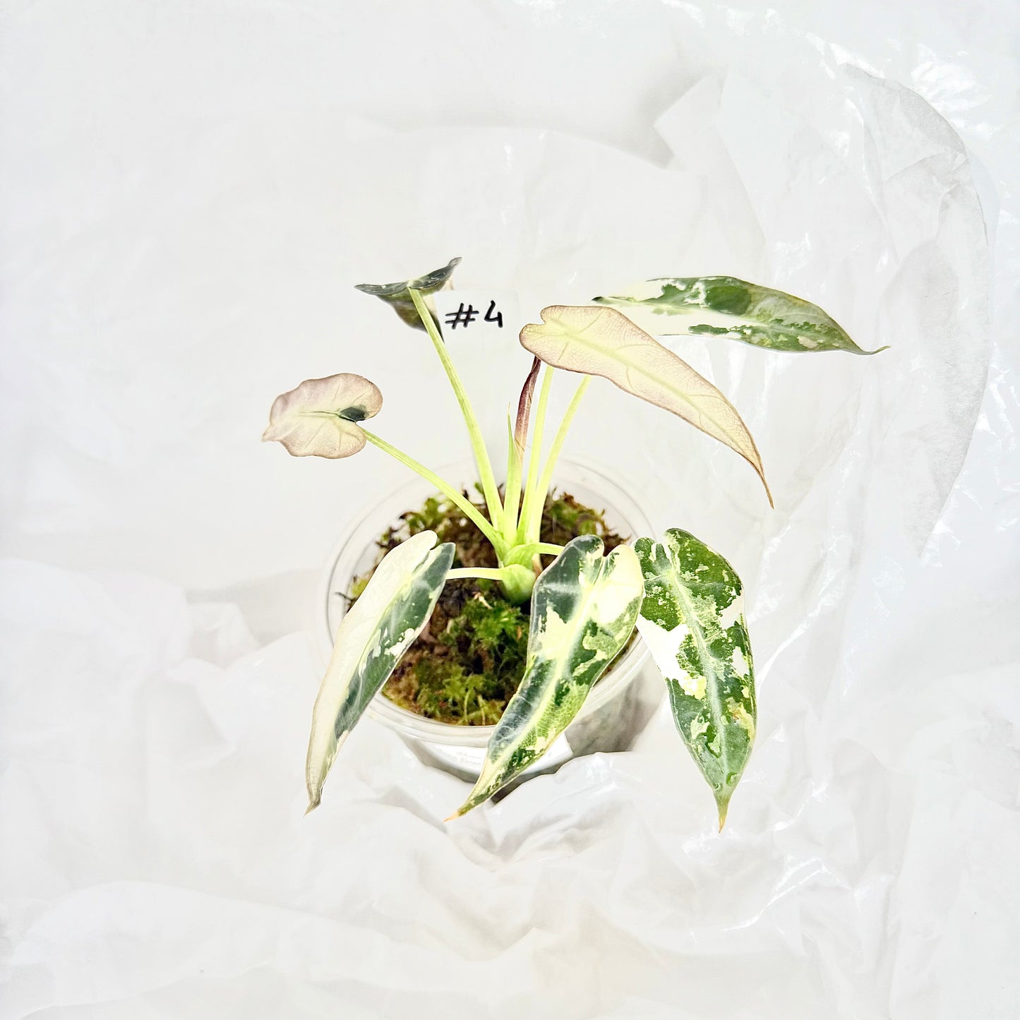 Alocasia Green Bambino albo variegata
