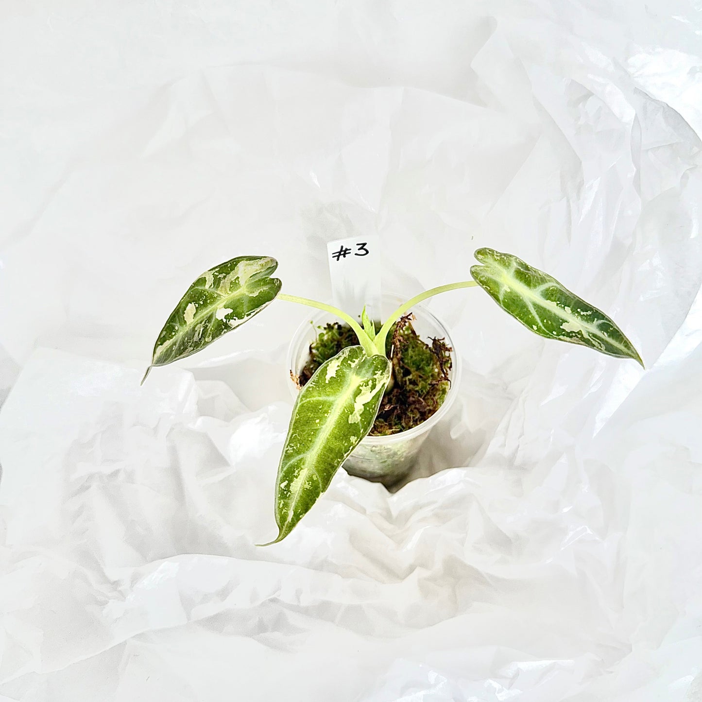 Alocasia Green Bambino albo variegata