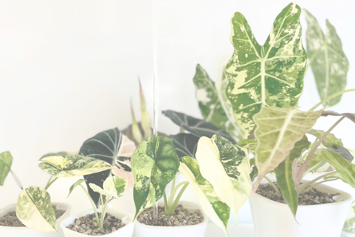 Alocasia