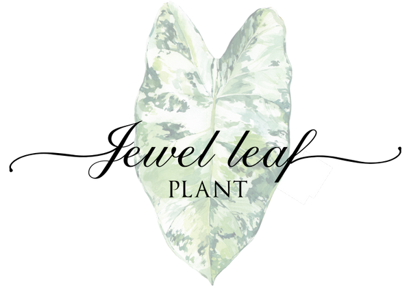 Jewel Leaf Plant