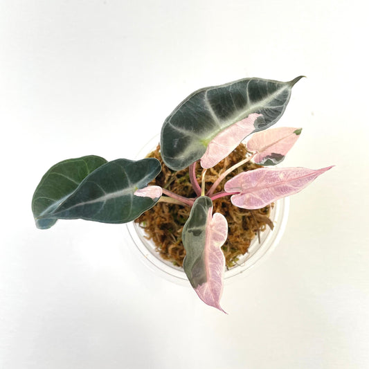 Alocasia Bambino pink variegata #1