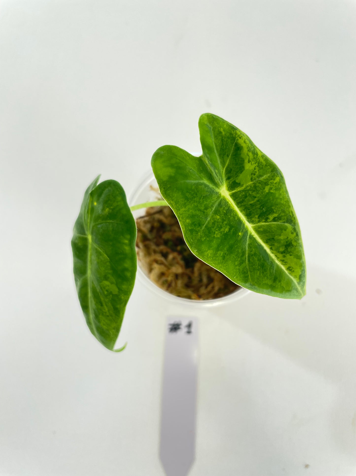 Alocasia Frydek Green On Green variegata