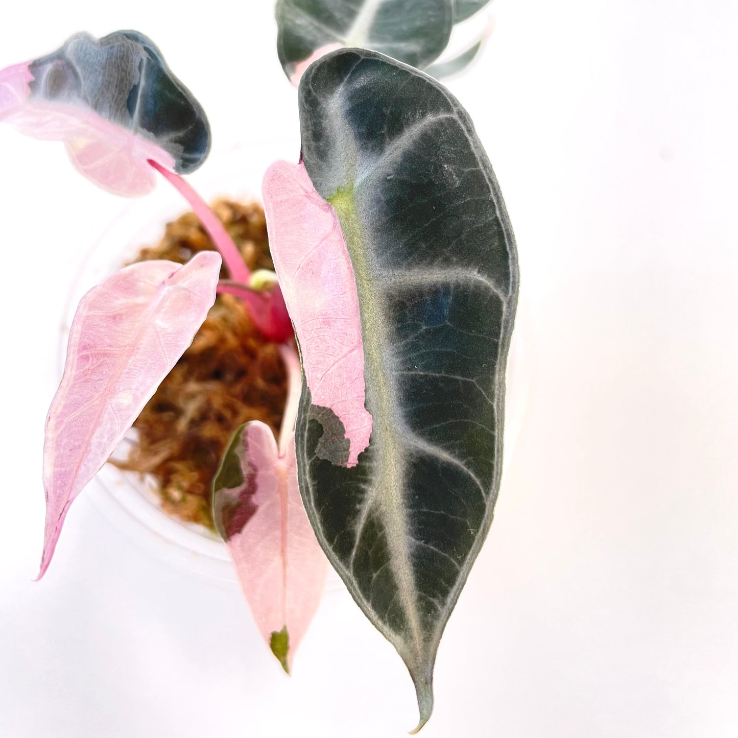 Alocasia Bambino pink variegata #1