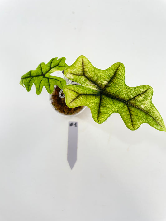 Alocasia Tandurusa Jacklyn variegata